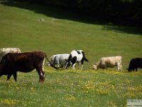 2026-05-23 Anello degli Ernici 113